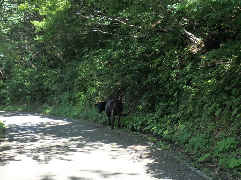 Display image page 画像