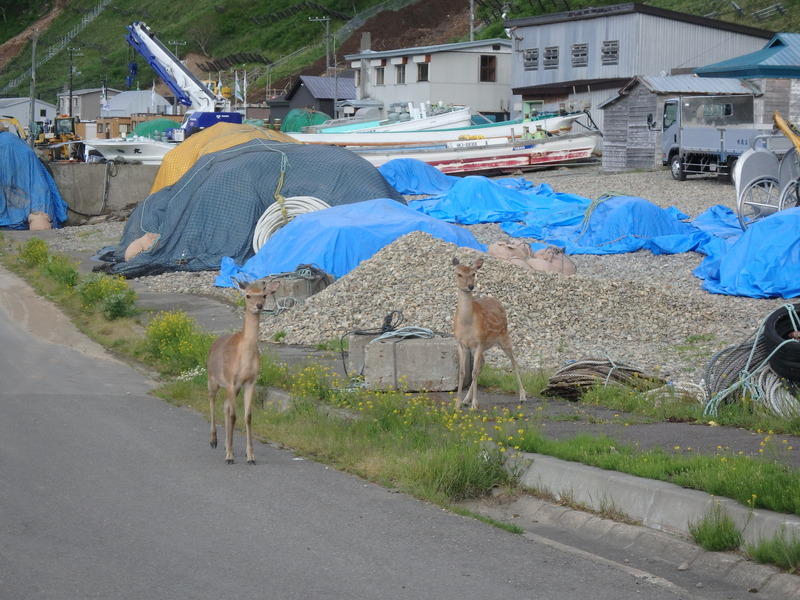 Display image page 画像